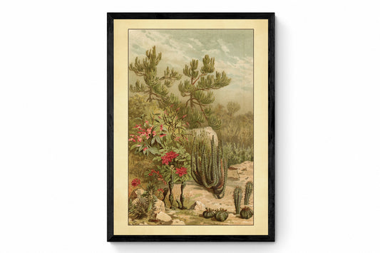 Euphorbia Plants Print