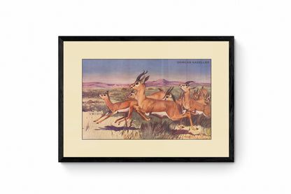 Dorcas Gazelles Print