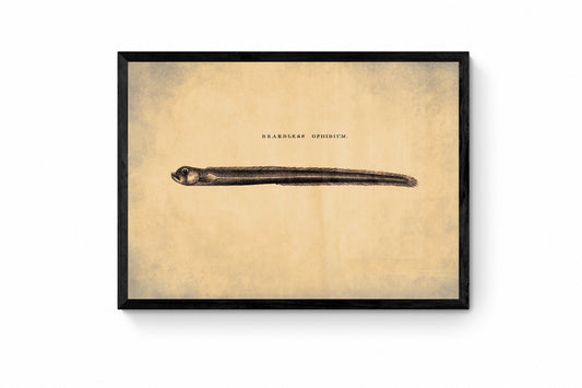 Beardless Ophidium Print