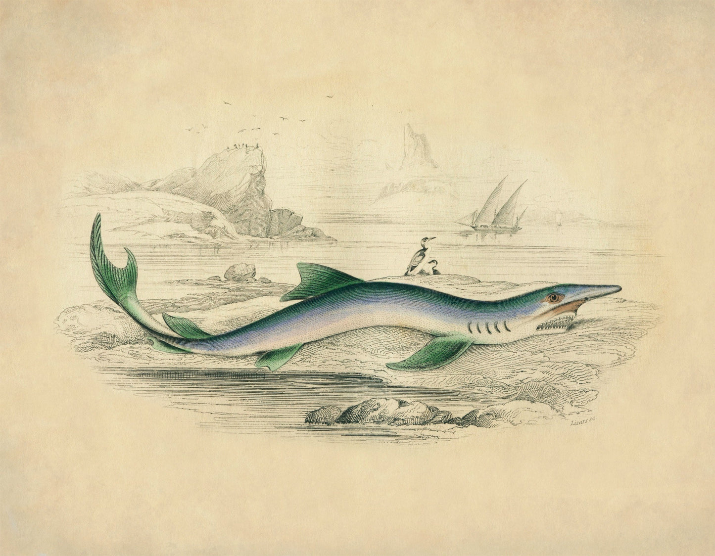 Blue Shark Print – antique art print from Ninska Designs