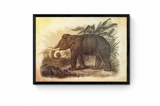 Asiatic Elephant Print