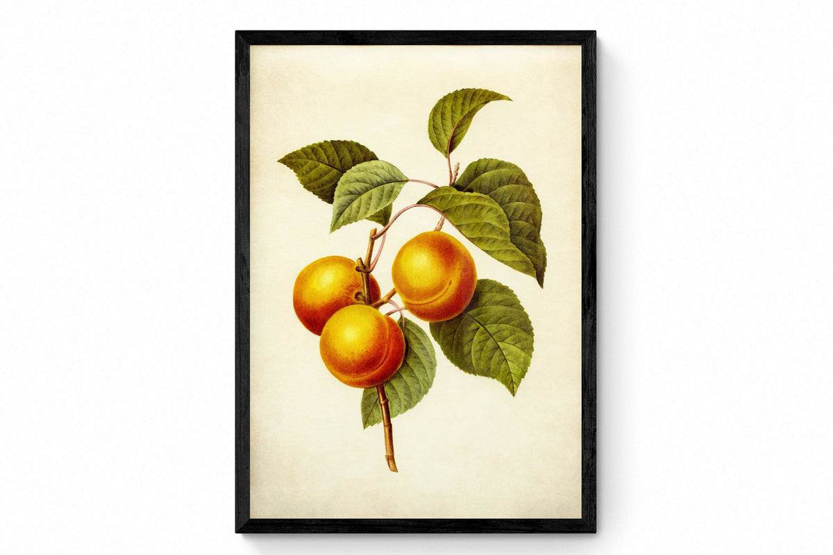 Apricots Print