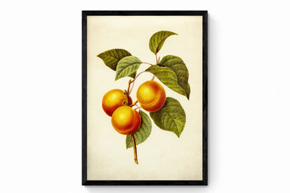 Apricots Print
