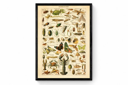 Anthropodes Print