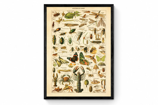 Anthropodes Print