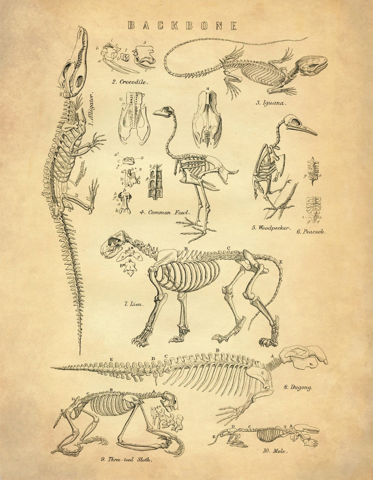 Animal Skeletons Print – antique art print from Ninska Designs