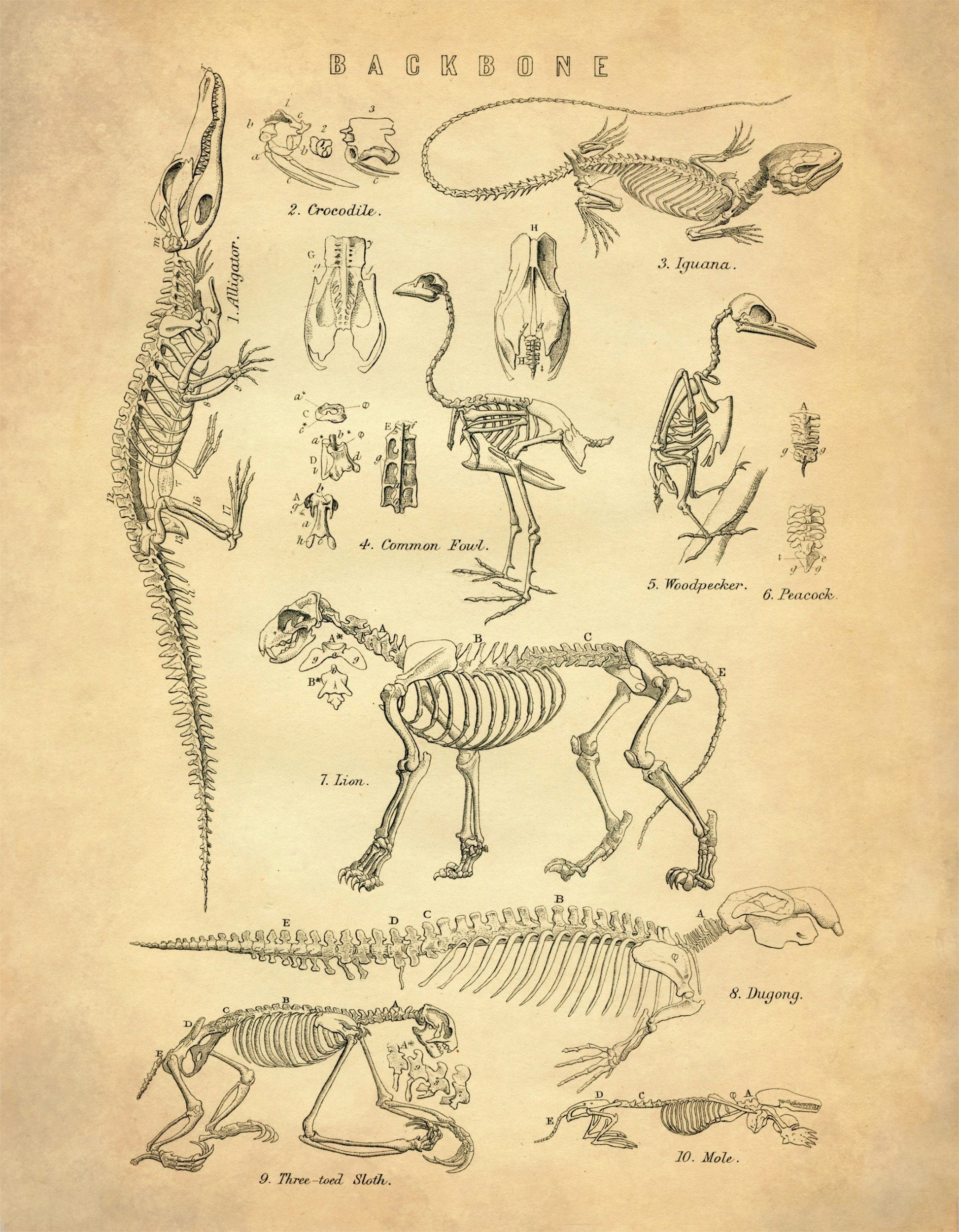 Animal Skeletons Print – antique art print from Ninska Designs