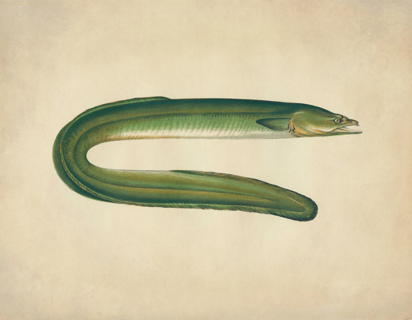Dublin Eel Print – antique art print from Ninska Designs