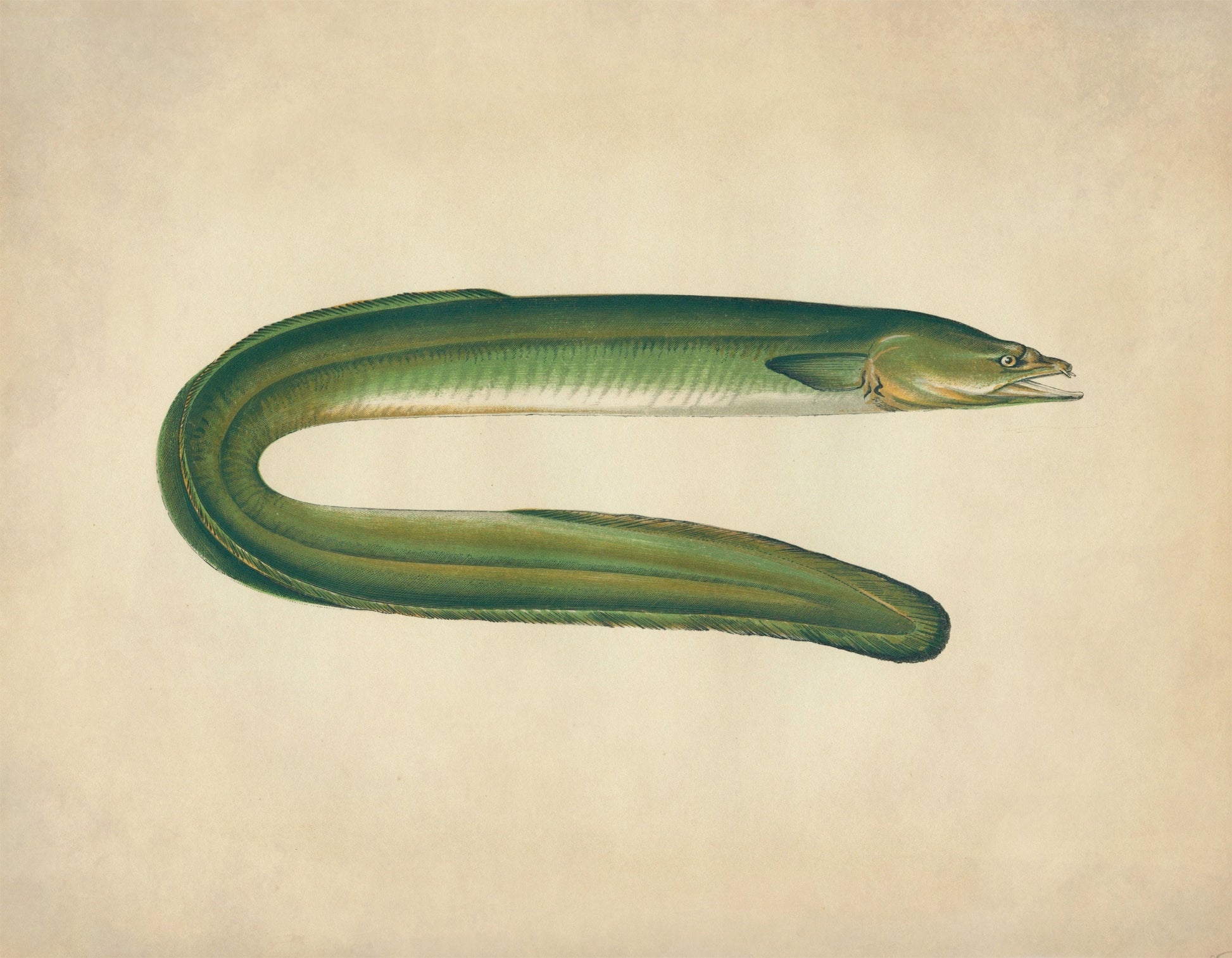 Dublin Eel Print – antique art print from Ninska Designs