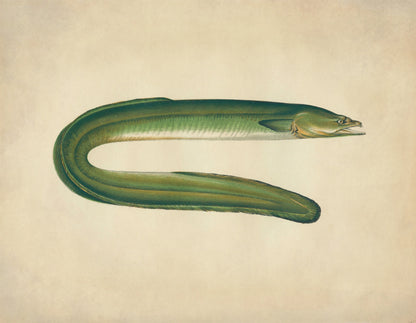 Dublin Eel Print – antique art print from Ninska Designs
