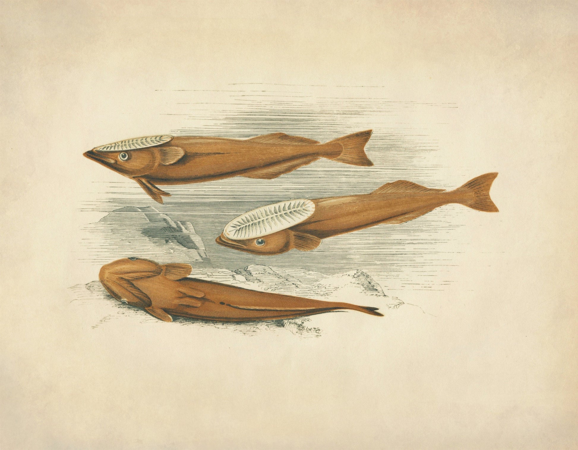 Remora (Suckerfish) Print – antique art print from Ninska Designs