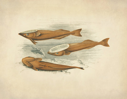 Remora (Suckerfish) Print – antique art print from Ninska Designs