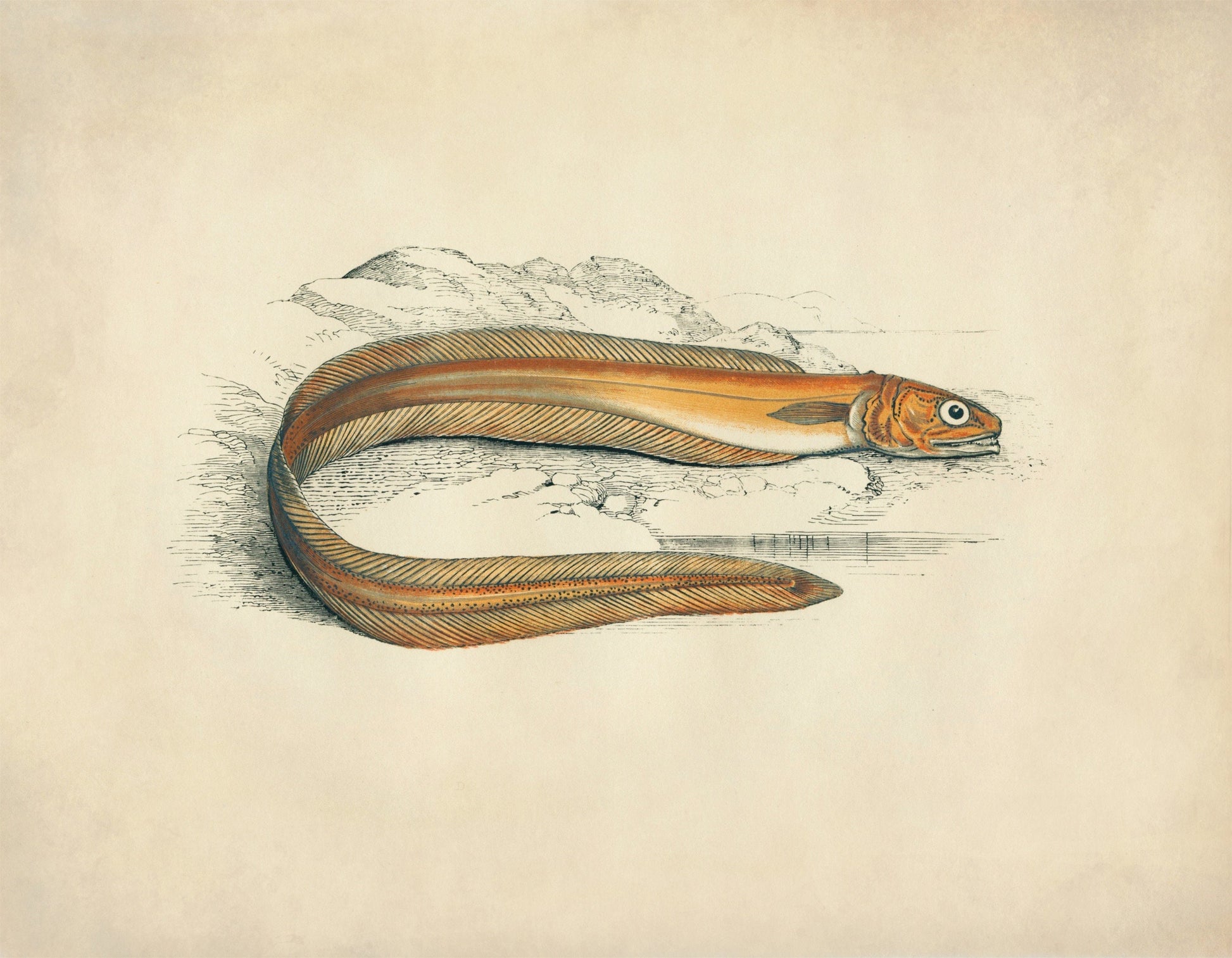 Drummond's Echiodon Print – antique art print from Ninska Designs