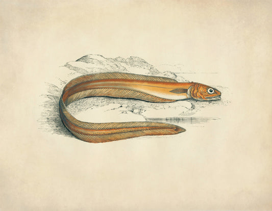 Drummond's Echiodon Print – antique art print from Ninska Designs