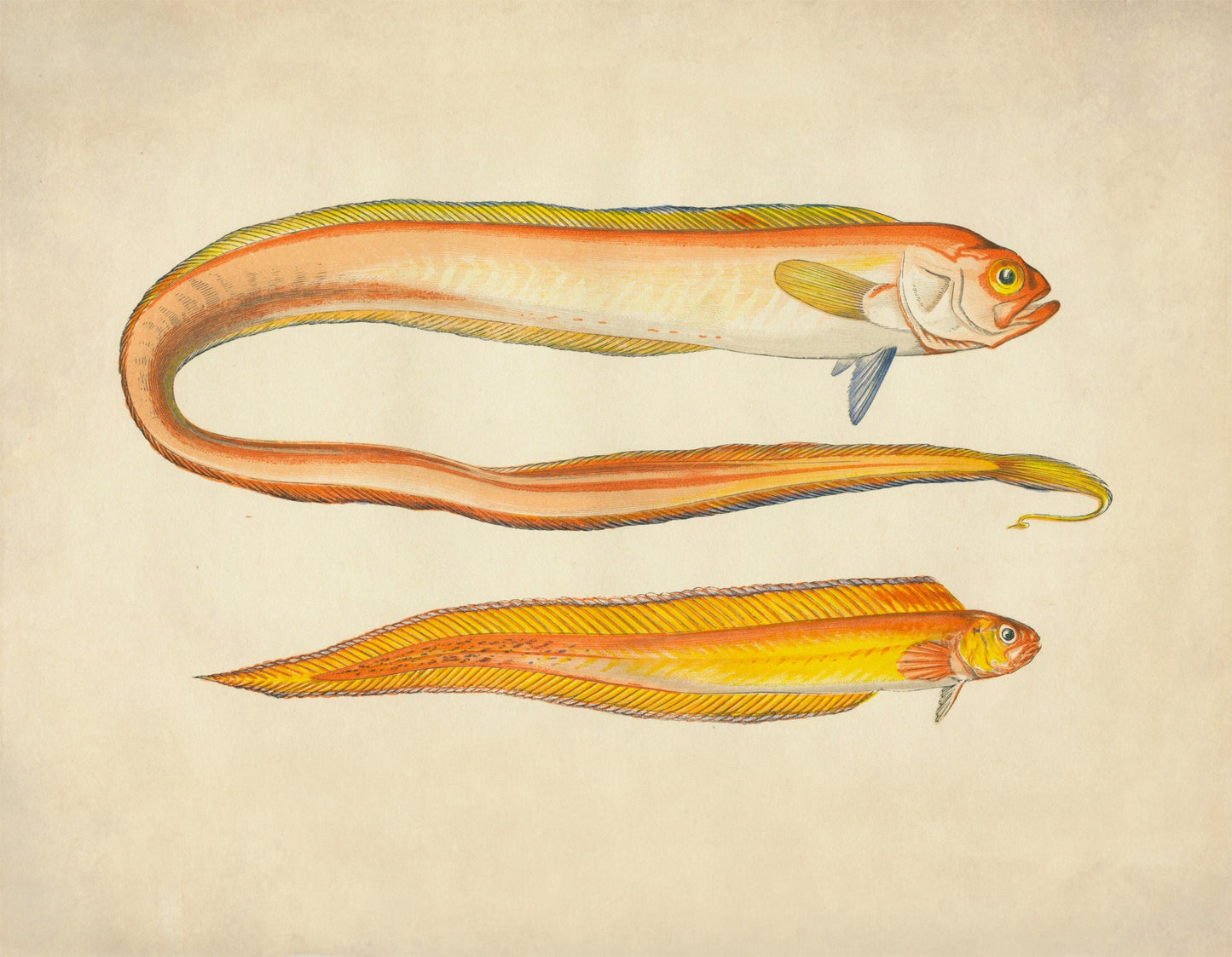 Red Bandfish and Variety Print – antique art print from Ninska Designs