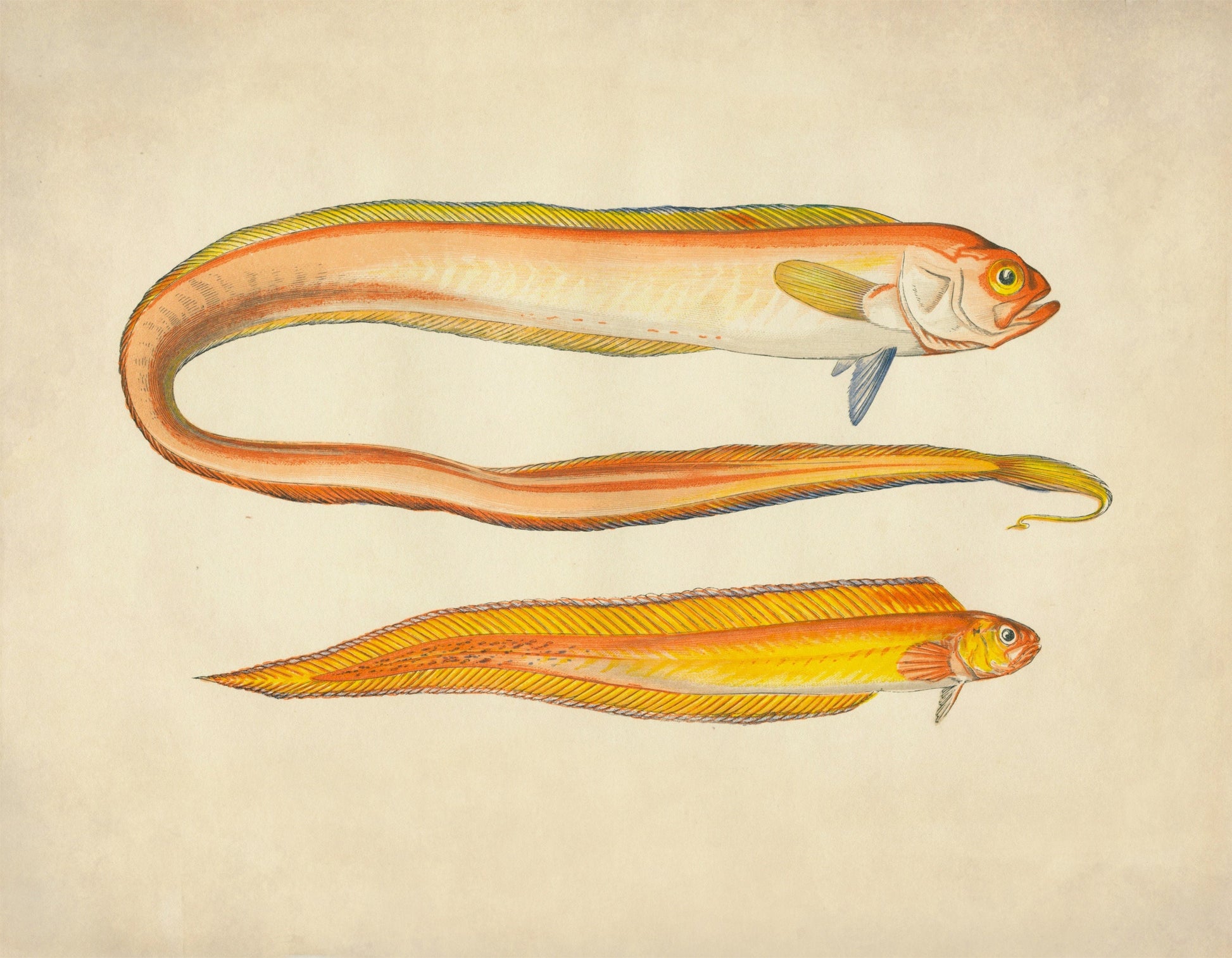 Red Bandfish and Variety Print – antique art print from Ninska Designs