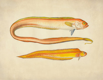 Red Bandfish and Variety Print – antique art print from Ninska Designs