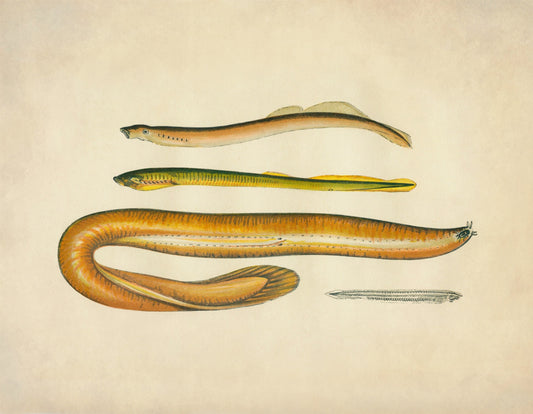 Planer's Lamprey, Mud Lamprey, Borer and Lancelot Print – antique art print from Ninska Designs