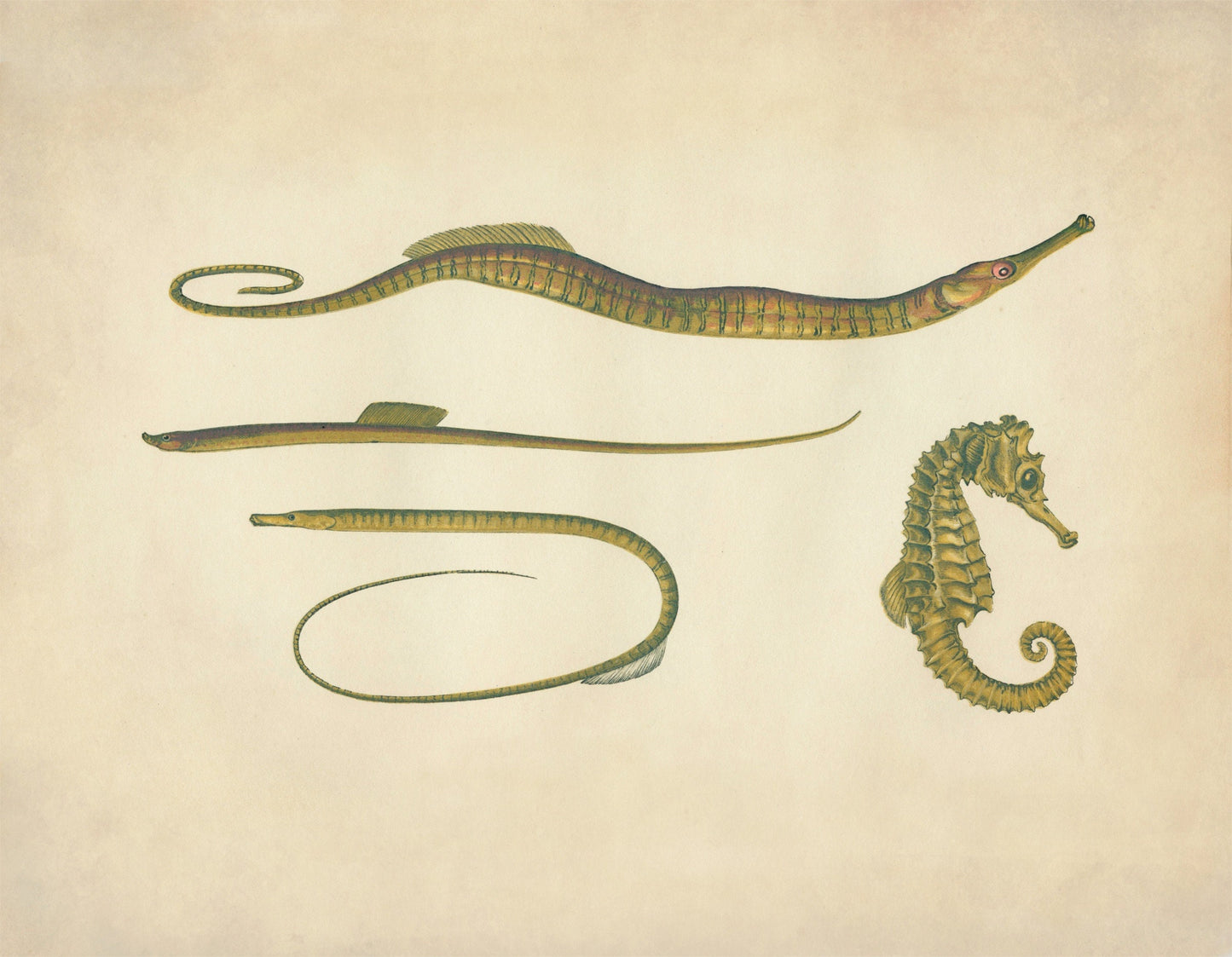 Hippocampus, Snake Pipefish, Worm Pipefish, Straight – antique art print from Ninska Designs