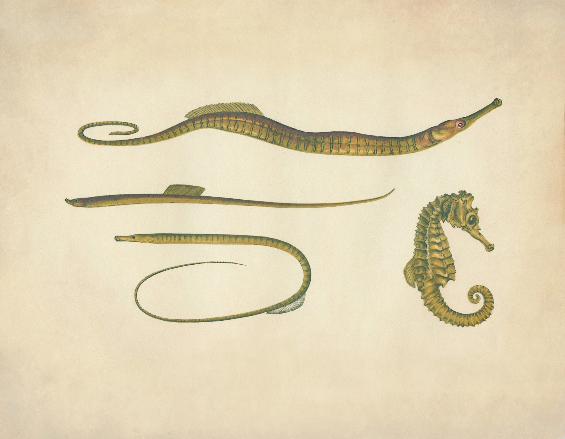 Hippocampus, Snake Pipefish, Worm Pipefish, Straight – antique art print from Ninska Designs