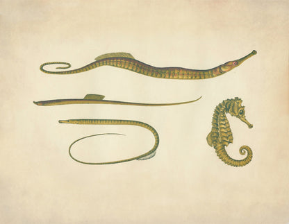 Hippocampus, Snake Pipefish, Worm Pipefish, Straight – antique art print from Ninska Designs