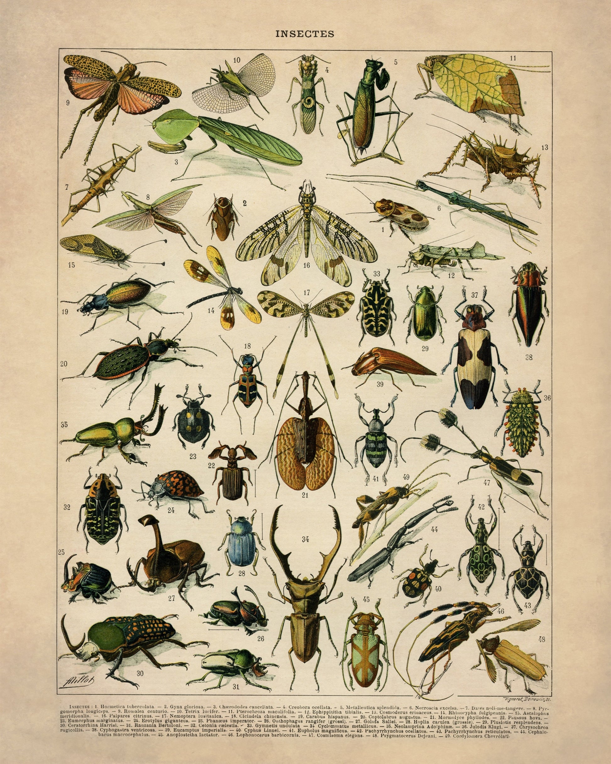 Insects – antique art print from Ninska Designs