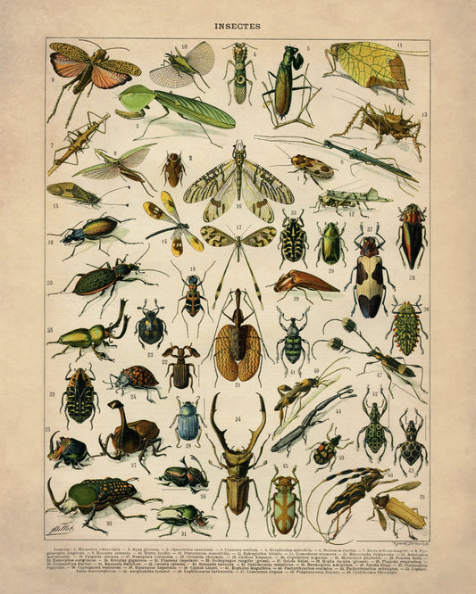 Insects – antique art print from Ninska Designs