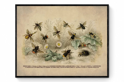 Bees Print - Antique Reproduction - Bumblebee - Honeybee - Insect Art - Carpenter Bee - Entomology - Available Framed