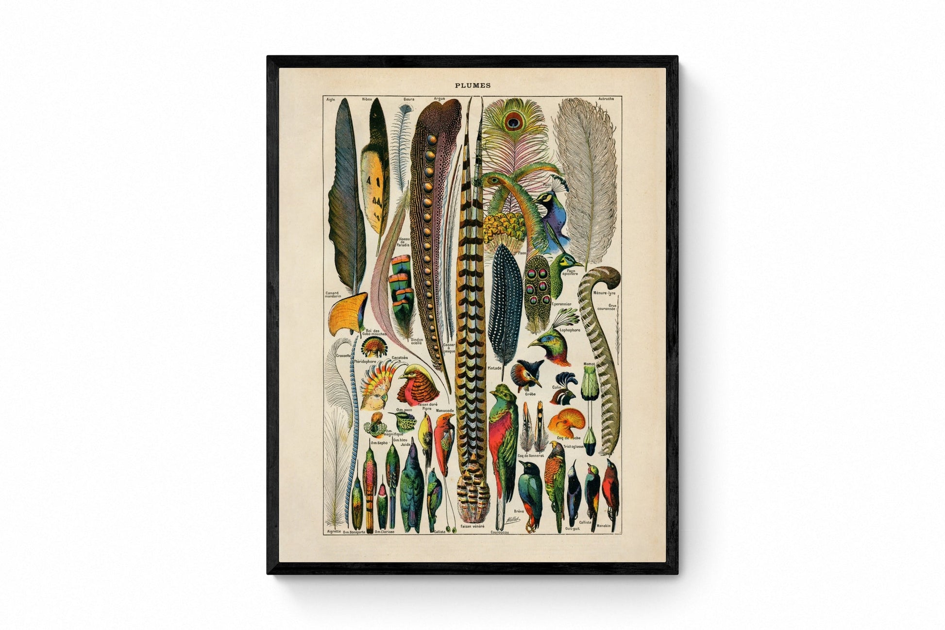 Feather Poster - Antique Reproduction - Larousse - Ornithology - Natural History - Available Framed