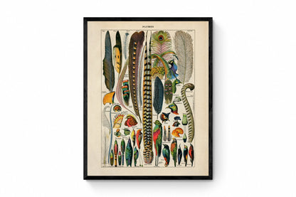 Feather Poster - Antique Reproduction - Larousse - Ornithology - Natural History - Available Framed