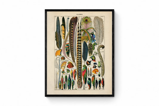 Feather Poster - Antique Reproduction - Larousse - Ornithology - Natural History - Available Framed