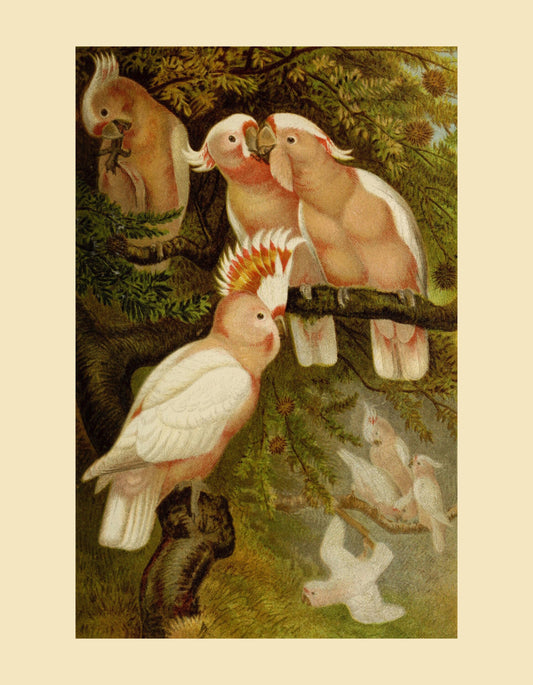 Leadbeater's Cockatoo – antique art print from Ninska Designs