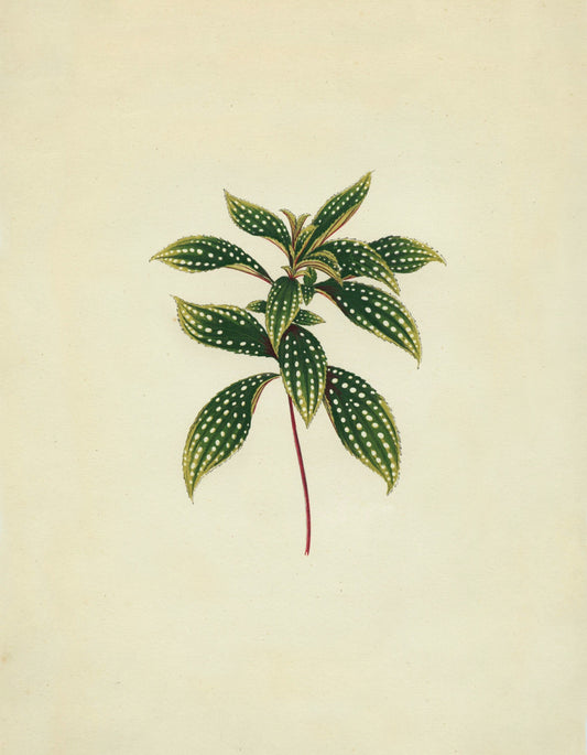 Sonerila Margaritacea Print – antique art print from Ninska Designs
