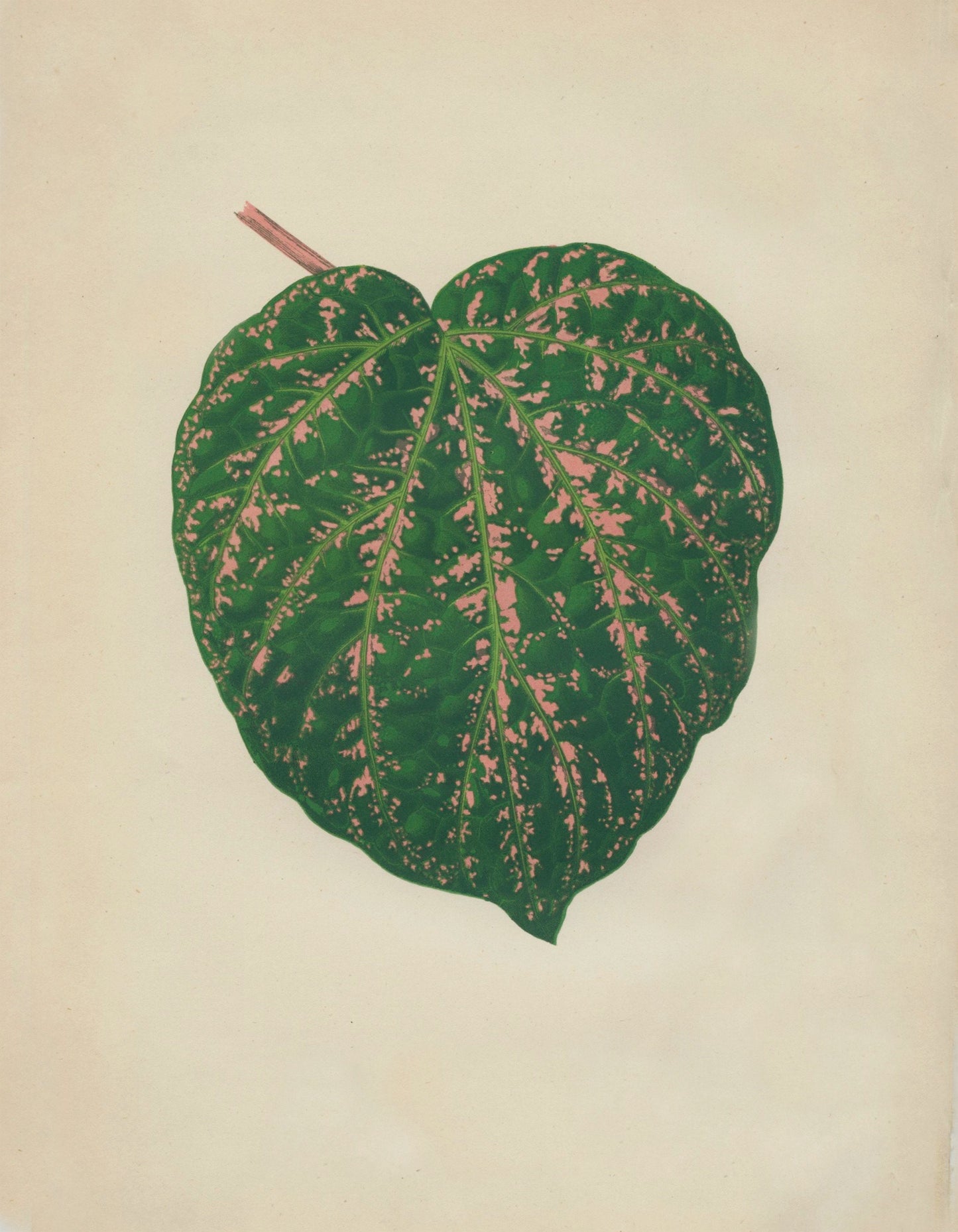 Piper porphyrophyllum (Cissus Porphyrophyllus) Print – antique art print from Ninska Designs
