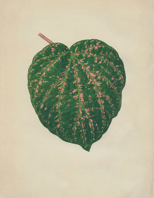 Piper porphyrophyllum (Cissus Porphyrophyllus) Print – antique art print from Ninska Designs