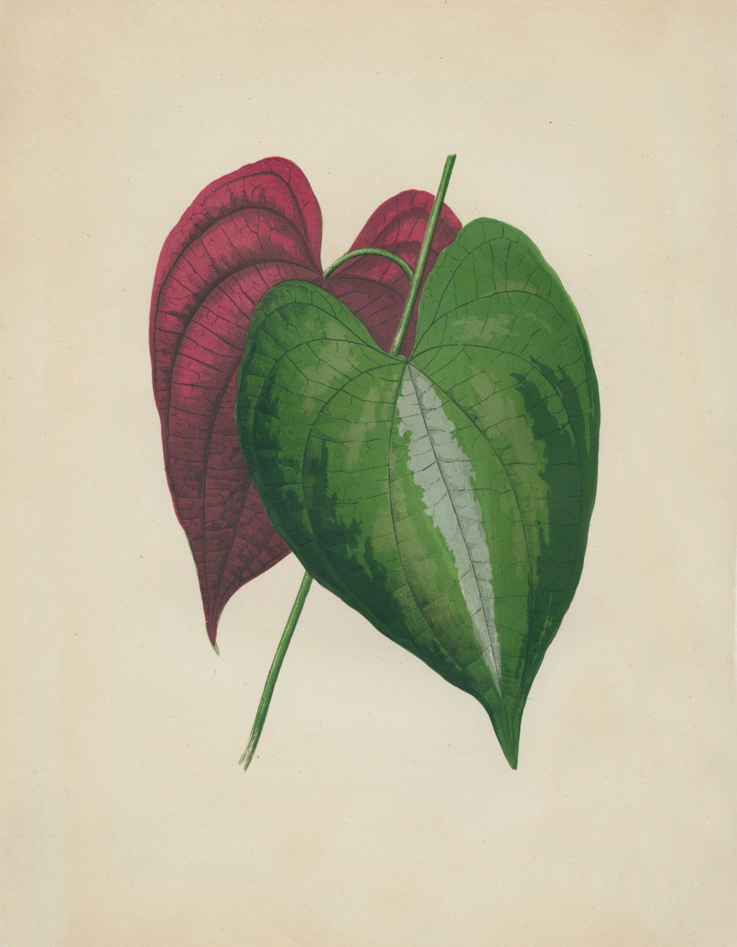 Dioscorea Discolor Print – antique art print from Ninska Designs