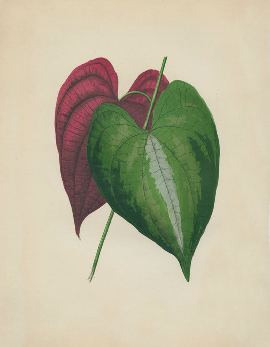 Dioscorea Discolor Print – antique art print from Ninska Designs