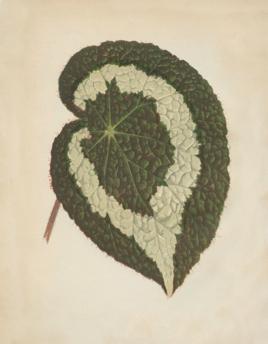 Begonia Rex Antique Reproduction – antique art print from Ninska Designs