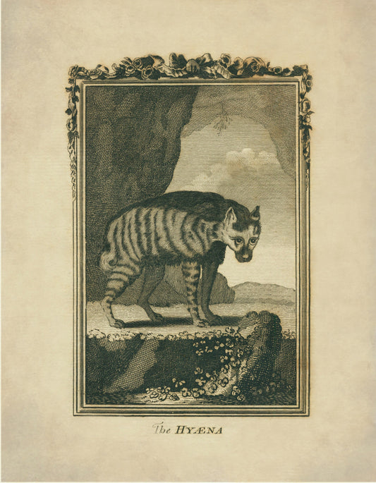Hyaena Print – antique art print from Ninska Designs