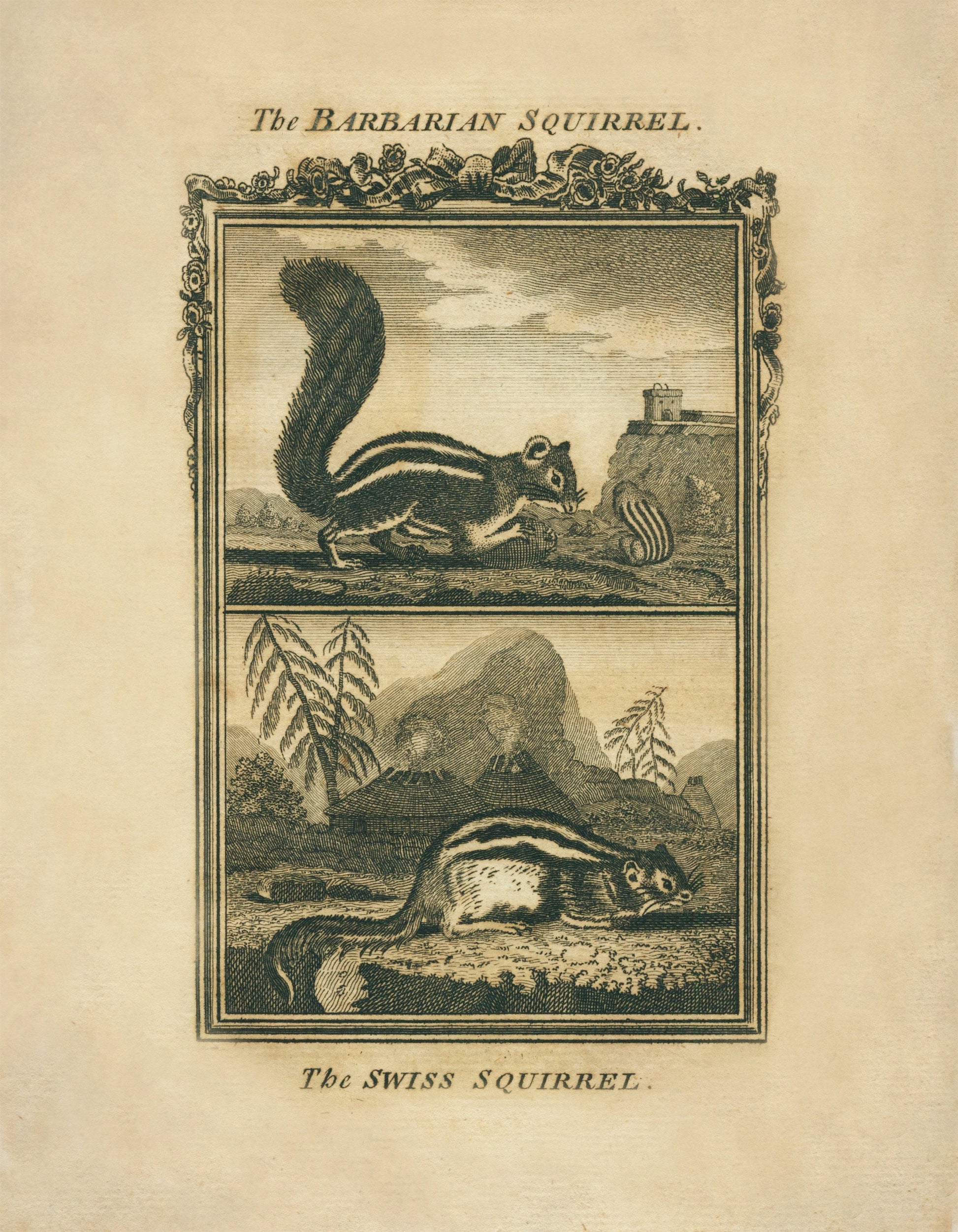 Barbarian Squirrel and Swiss Squirrel Print - Antique Reproduction - Buffon 1775 - Animal Art - Natural History - Available Framed