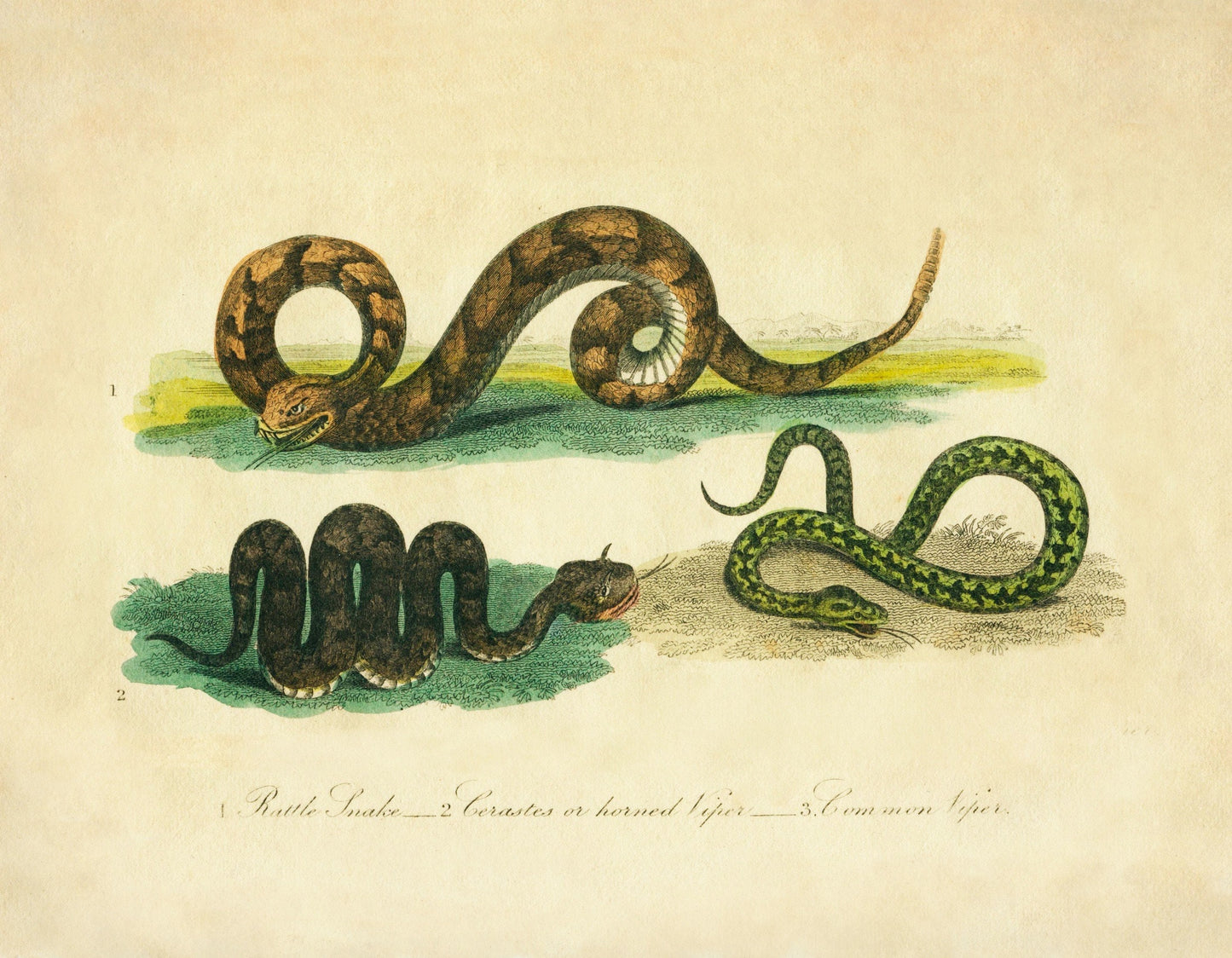 Rattlesnake, Horned Viper and Common Viper Print 1821 – antique art print from Ninska Designs
