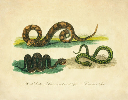 Rattlesnake, Horned Viper and Common Viper Print 1821 – antique art print from Ninska Designs