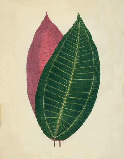 Cyanophyllum Magnificum Print – antique art print from Ninska Designs