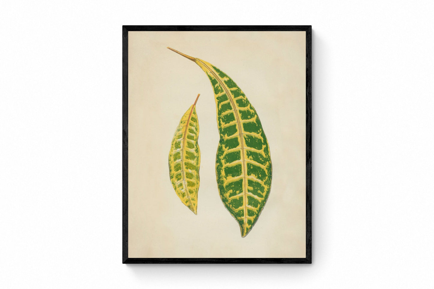 Garden Croton (Codiaeum Variegatum) Print - Antique Reproduction - Botanical Art - Leaf - Gardener Gift - Available Framed