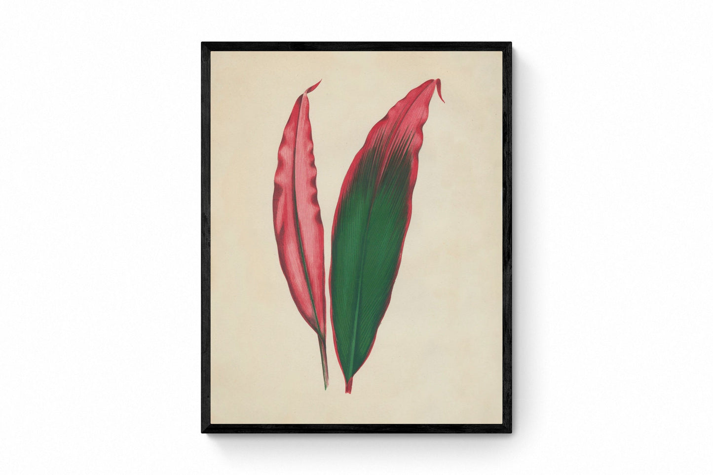 Dracaena Ferrea Versicolor Print - Antique Reproduction - Botanical Art - Leaf - Gardener Gift - Available Framed