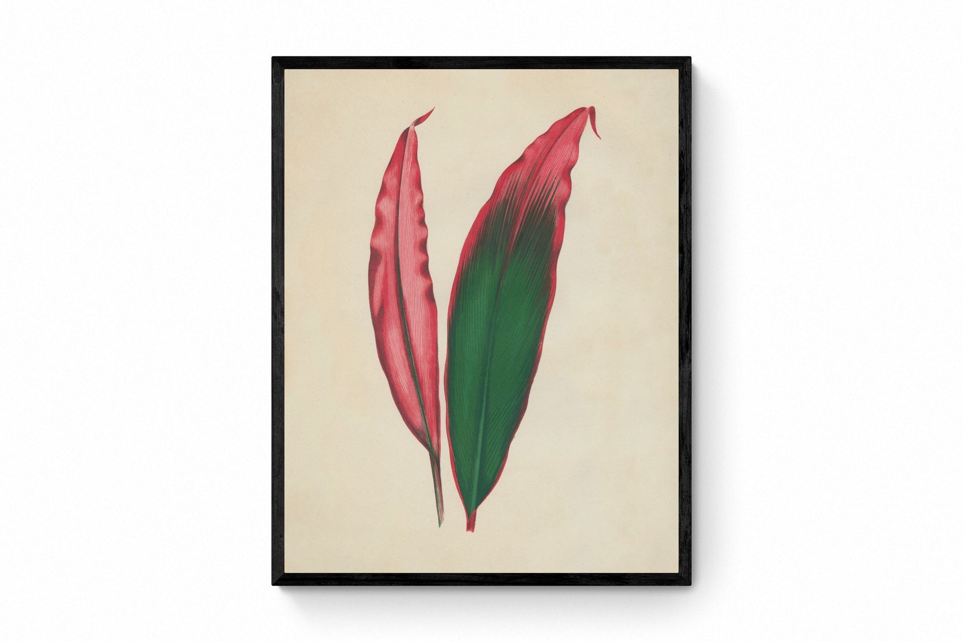 Dracaena Ferrea Versicolor Print - Antique Reproduction - Botanical Art - Leaf - Gardener Gift - Available Framed