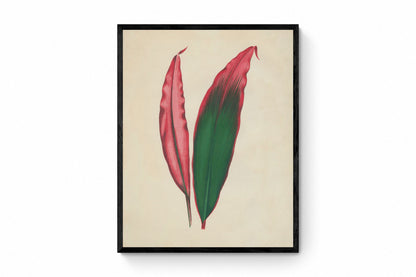 Dracaena Ferrea Versicolor Print - Antique Reproduction - Botanical Art - Leaf - Gardener Gift - Available Framed