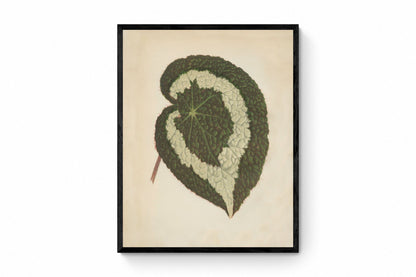 Begonia Rex Antique Reproduction 
