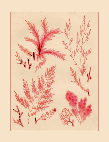 Seaweed Print 1857