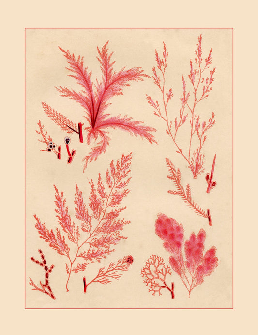 Seaweed Print 1857